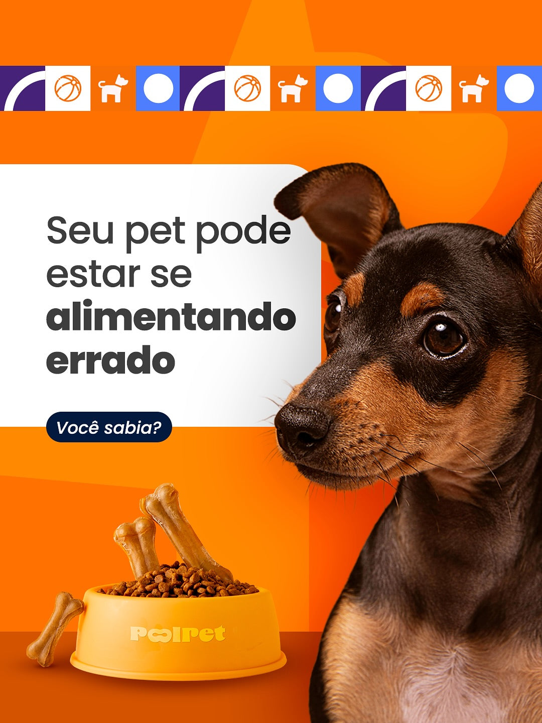 Seu pet pode estar se alimentando errado